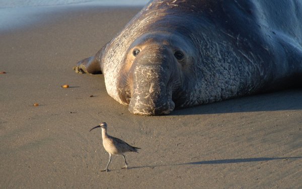Animal Elephant Seal Seals HD Wallpaper | Background Image