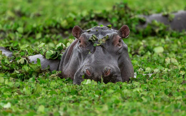 Animal hippo HD Desktop Wallpaper | Background Image