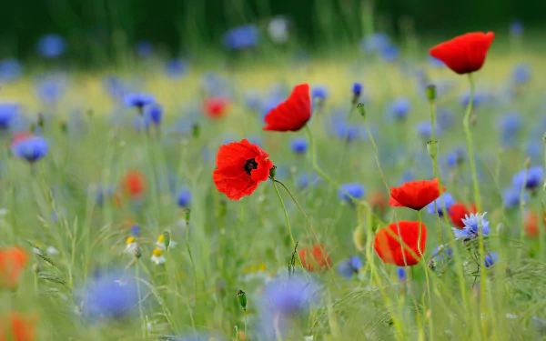 red flower cornflower meadow nature flower poppy HD Desktop Wallpaper | Background Image