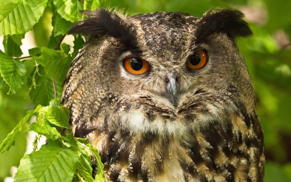 Animal Owl Birds Owls Close-Up Bird HD Wallpaper | Background Image