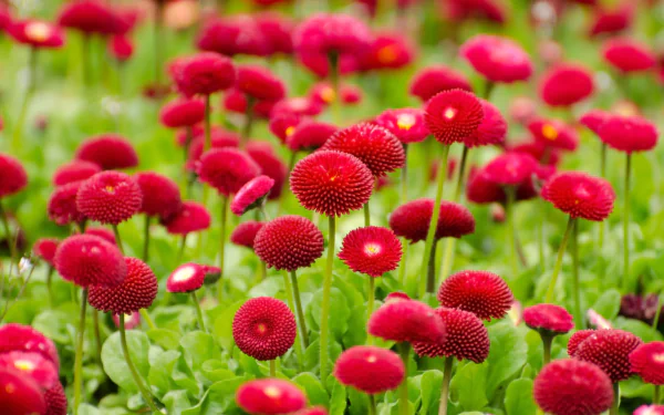 nature red flower flower HD Desktop Wallpaper | Background Image