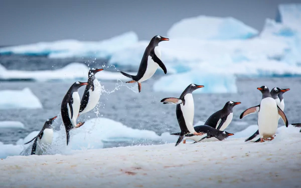 HD PC desktop wallpaper featuring a group of penguins on icy terrain, with one mid-jump against a backdrop of icebergs and a cloudy sky.