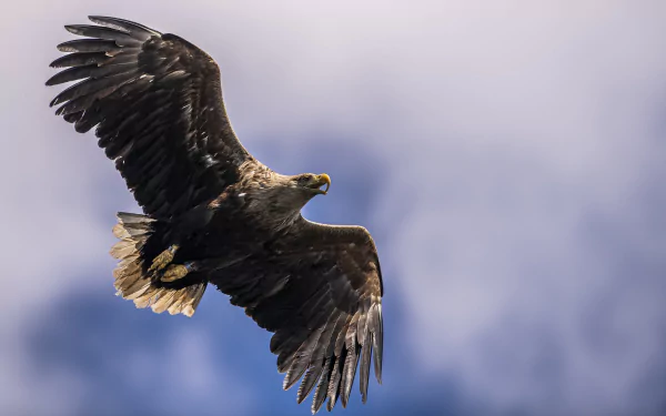 bird of prey eagle bird Animal Steller's Sea Eagle HD Desktop Wallpaper | Background Image