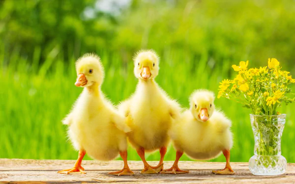 Three fluffy baby geese standing on a wooden surface beside a vase of yellow flowers, captured in vibrant 4K Ultra HD as a desktop wallpaper background.