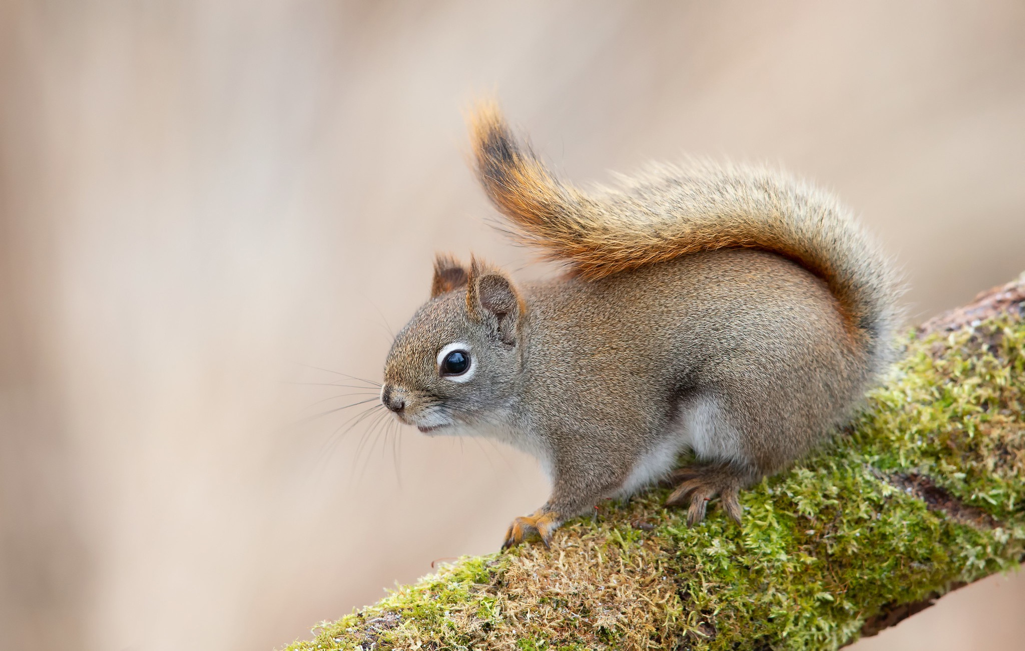 Download Rodent Animal Squirrel HD Wallpaper