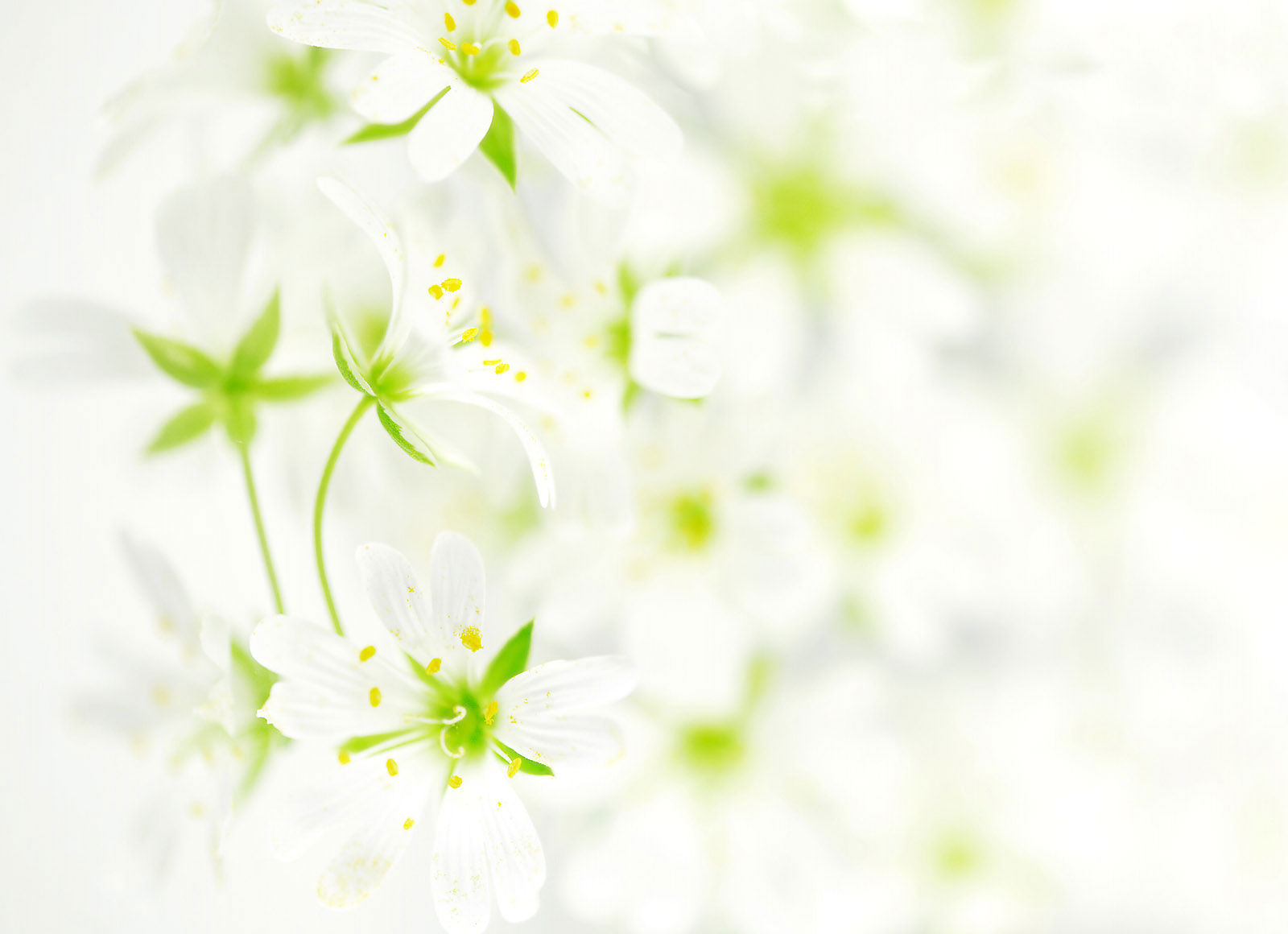 Artistic Flower HD Wallpaper | Background Image