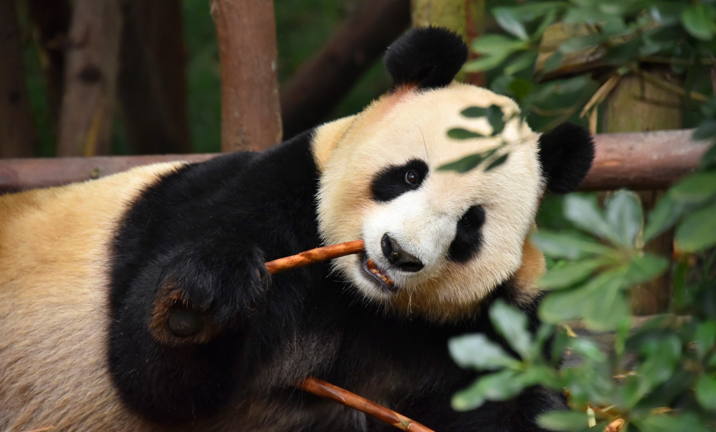 Panda Wallpaper là sự kết hợp giữa vẻ đẹp của con vật và nghệ thuật hoạt hình. Hãy trang trí desktop hoặc điện thoại của bạn với những hình nền đẹp mắt và đầy ngộ nghĩnh này, và chia sẻ niềm yêu thích với bạn bè và người thân.