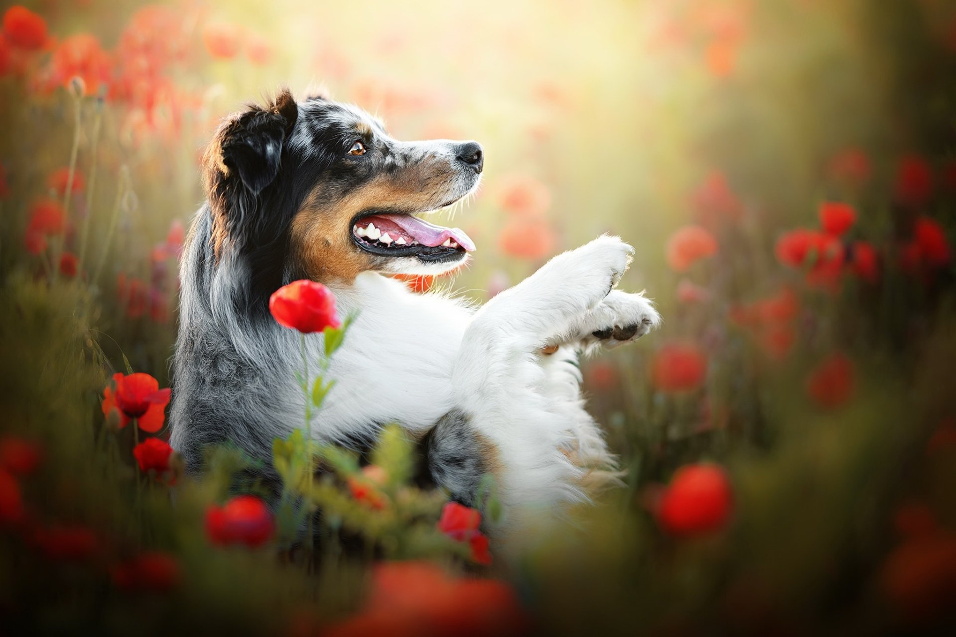 Download Red Flower Poppy Flower Summer Animal Dog HD Wallpaper ...