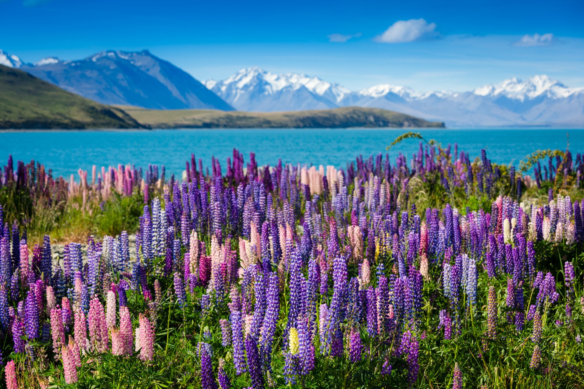 Download Lake Flower Nature Lupine HD Wallpaper