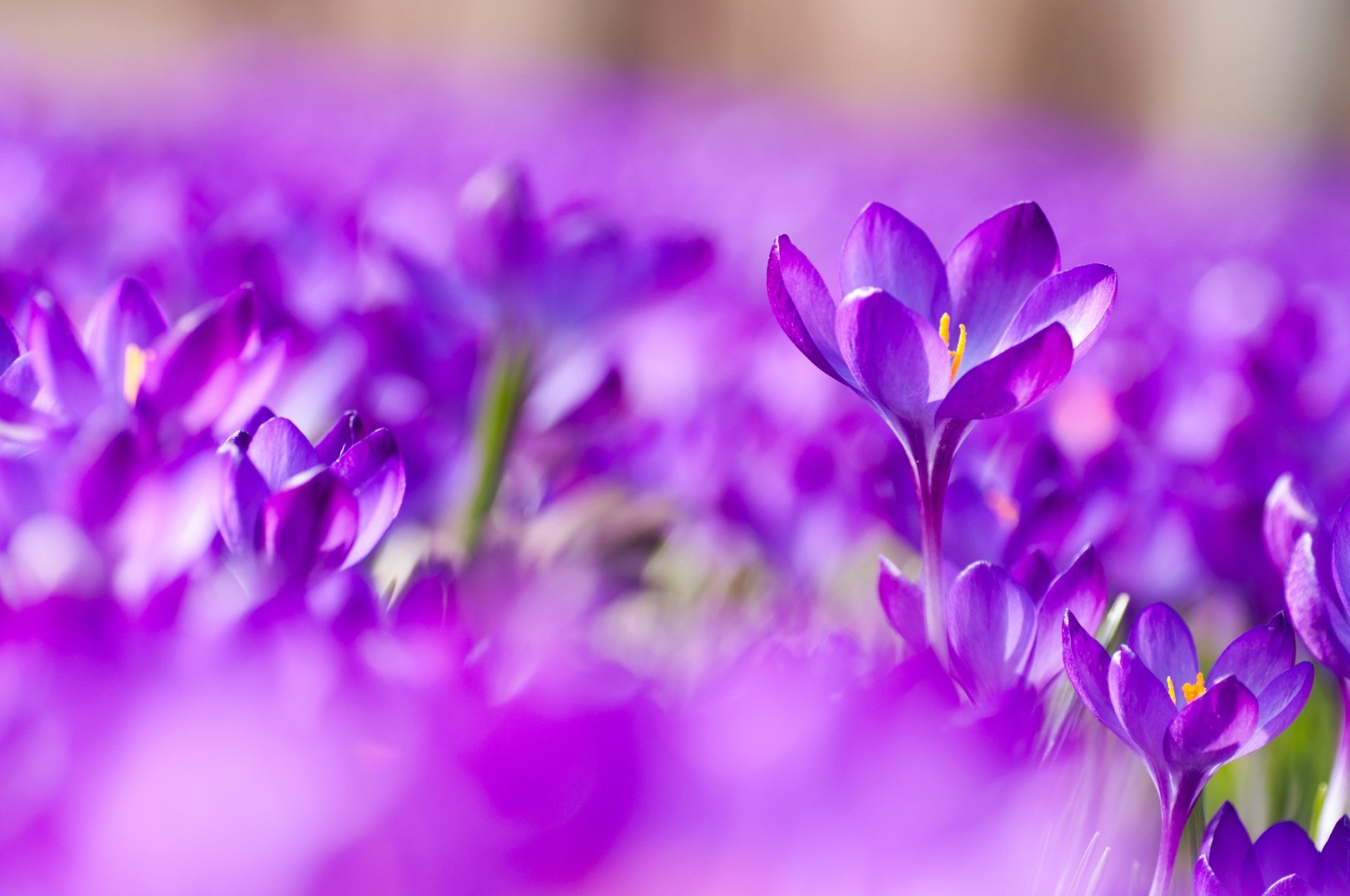 Download Purple Flower Macro Flower Nature Crocus 4k Ultra HD Wallpaper