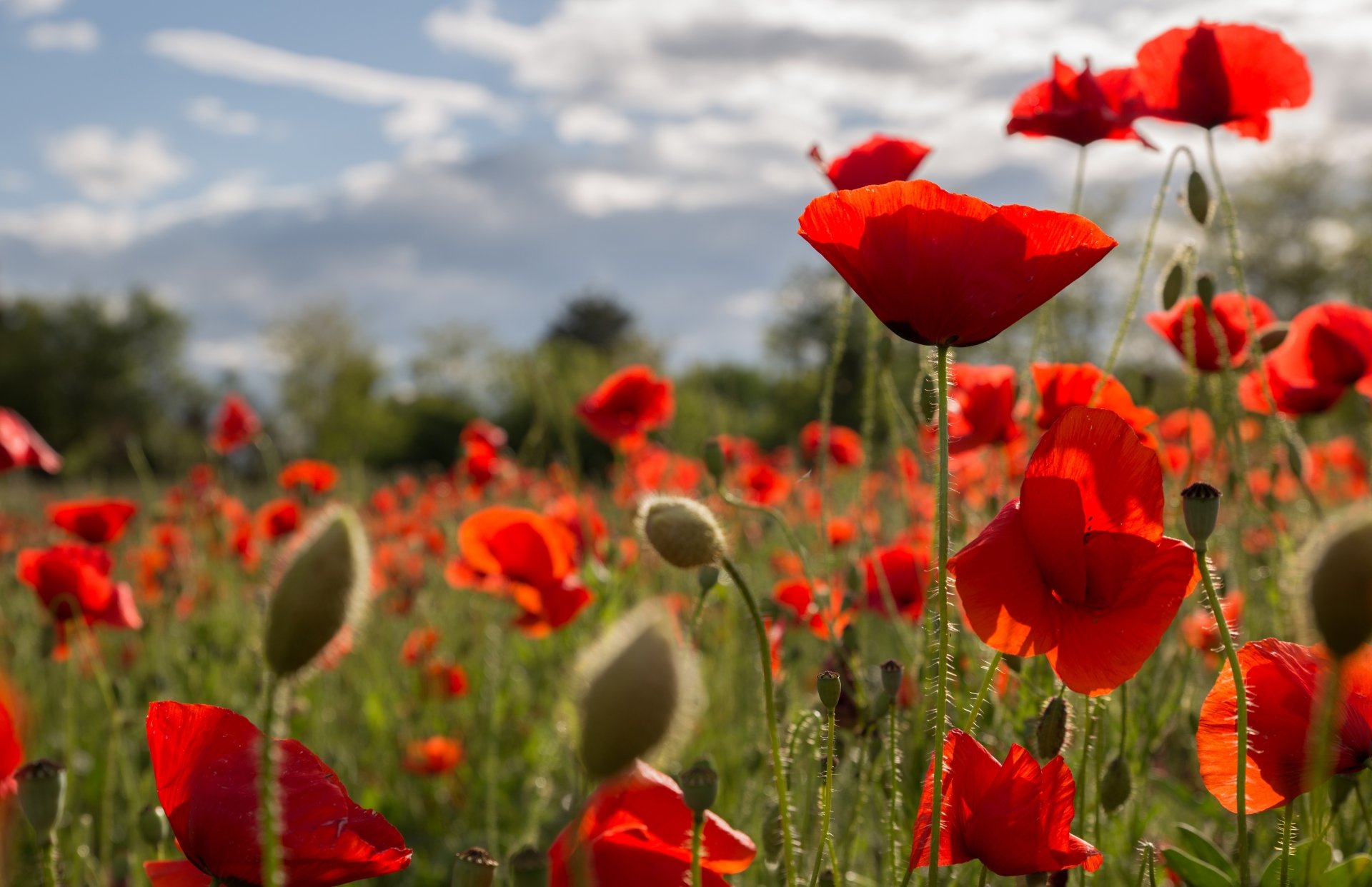 Download Close-up Nature Red Flower Flower Summer Poppy 4k Ultra HD ...