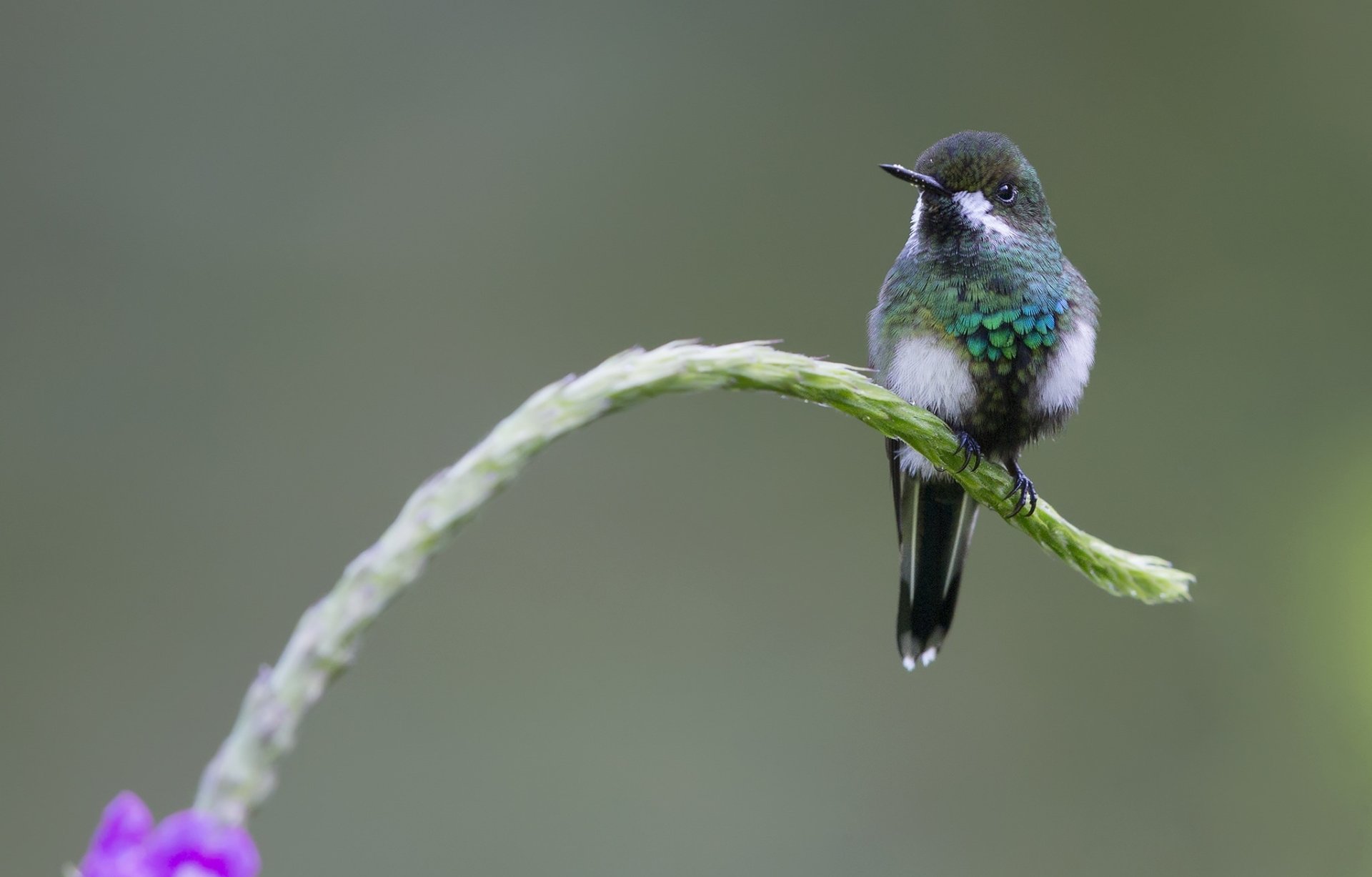 Download Green Thorntail Bird Animal Hummingbird HD Wallpaper by Jorge