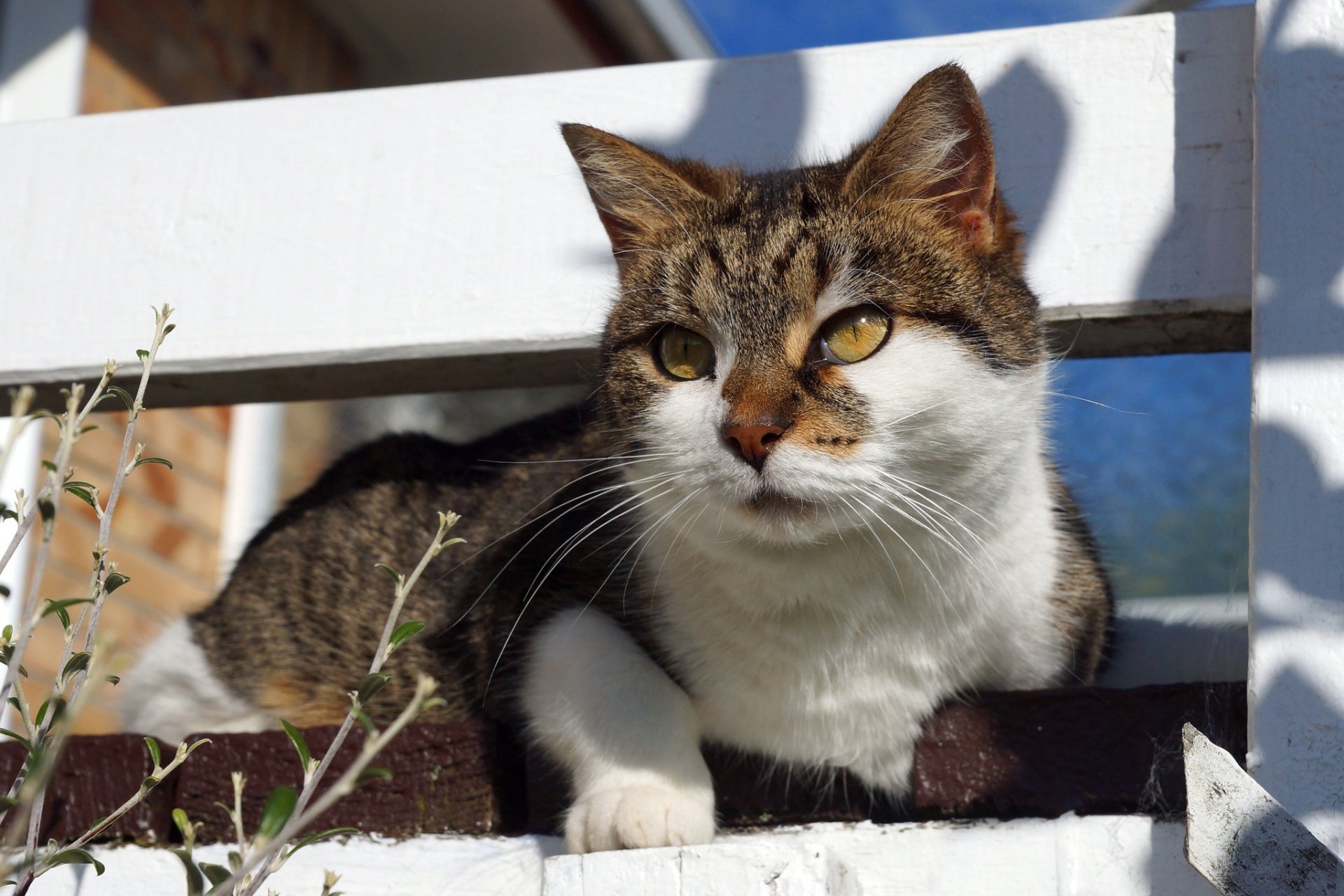 HD PC desktop wallpaper featuring a close-up of a tabby cat with white fur resting on a white wooden structure in natural sunlight.