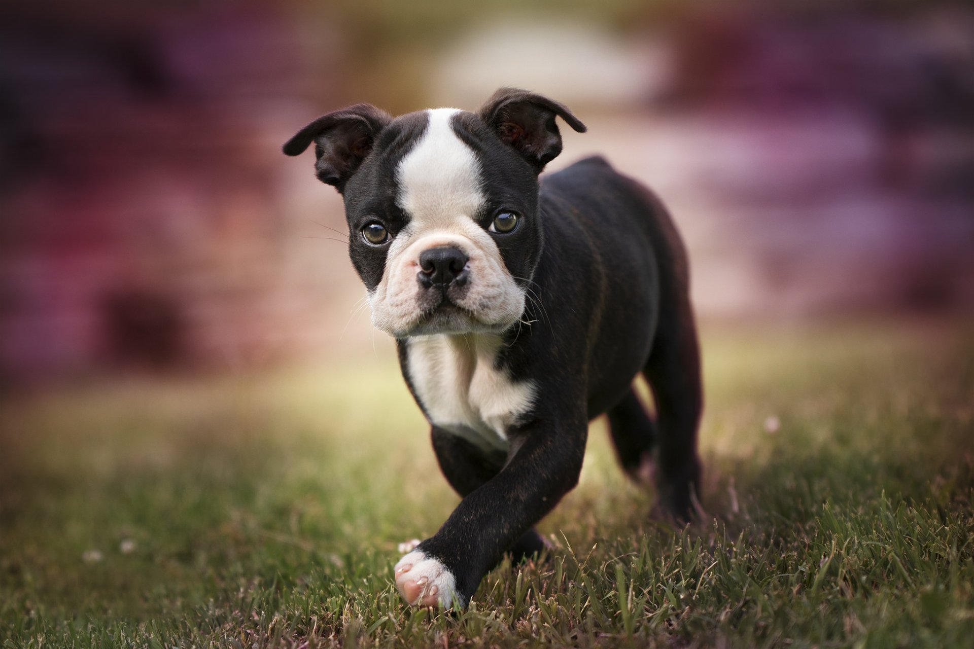 Download Baby Animal Puppy Dog Animal Boston Terrier HD Wallpaper