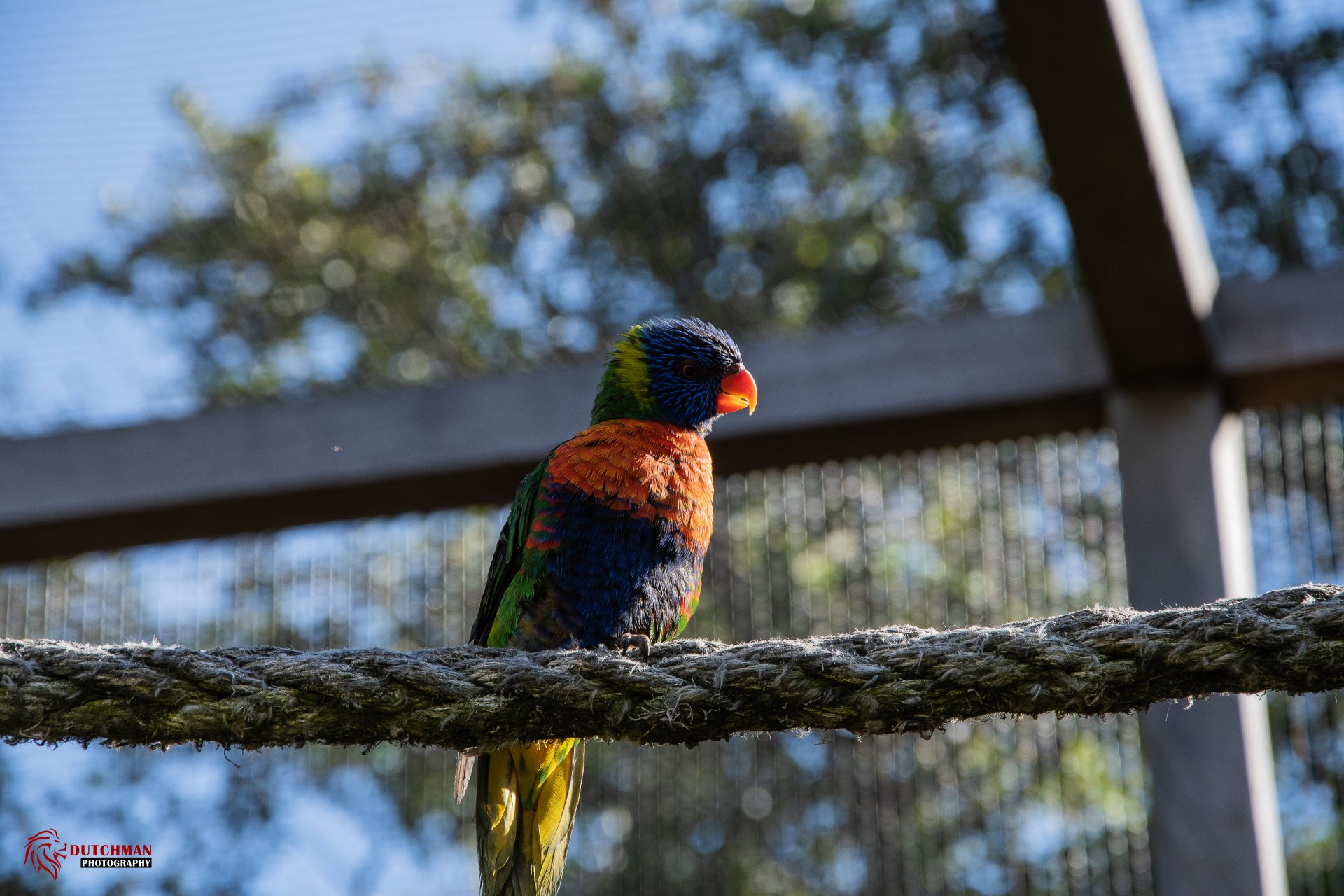 Vibrant rainbow lorikeet (bird, Animal) perched on a rope in an aviary, vivid plumage and shallow depth — 5K Ultra HD PC desktop wallpaper/background.