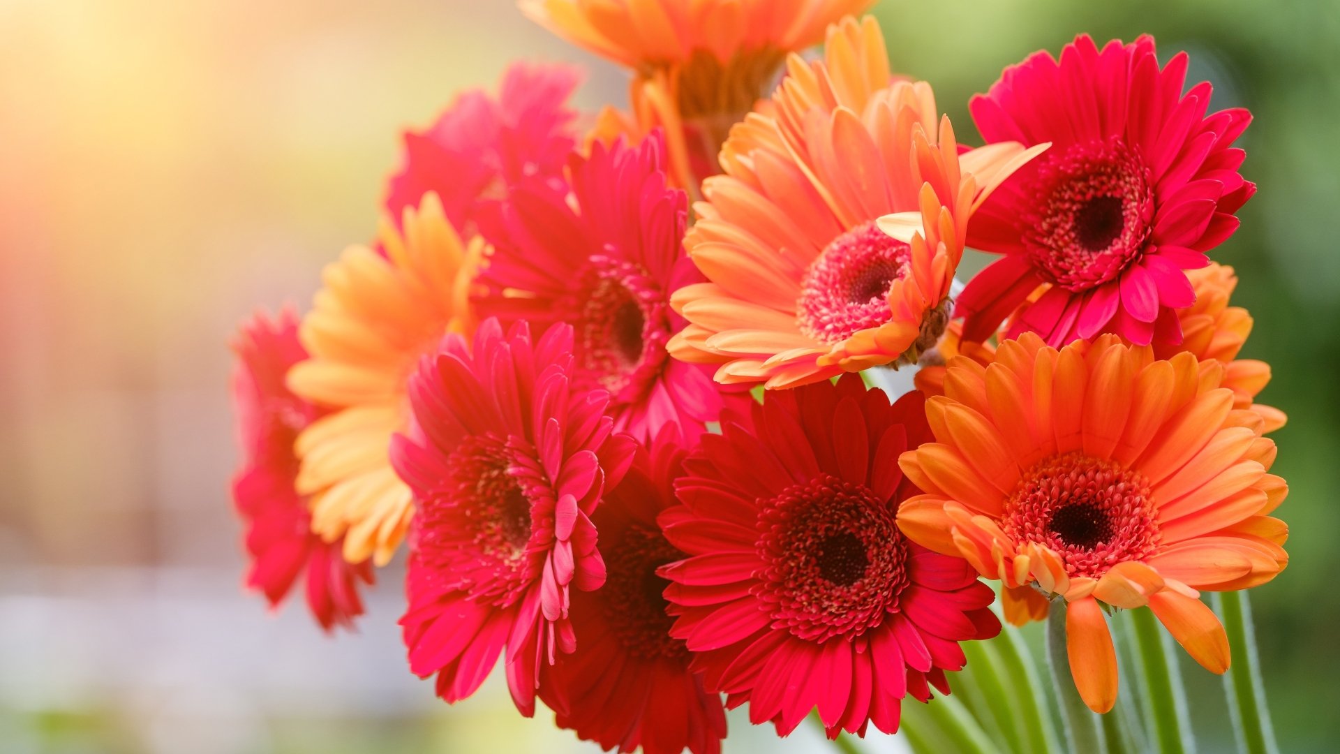 Download Flower Nature Gerbera 4k Ultra HD Wallpaper