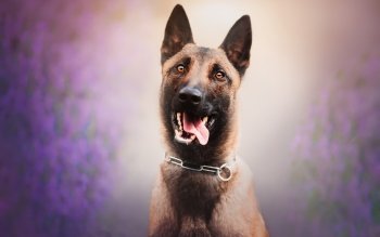 14 Belgian Malinois Hd Wallpapers Background Images Wallpaper