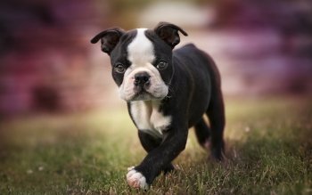 5 Boston Terrier Hd Wallpapers Background Images Wallpaper Abyss
