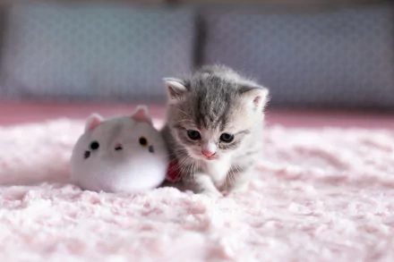A small gray and white kitten sits on a soft pink blanket next to a white plush toy, captured in stunning 4K Ultra HD as a PC desktop wallpaper.