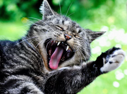yawn Animal cat HD Desktop Wallpaper | Background Image