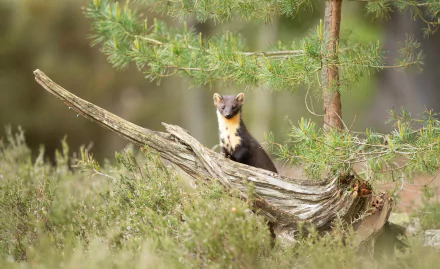 Animal marten HD Desktop Wallpaper | Background Image