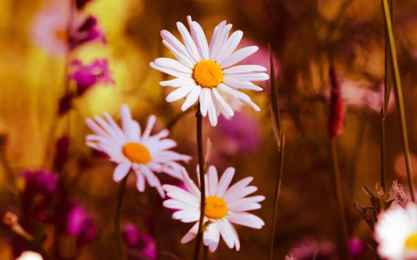 oxeye daisy flower nature daisy HD Desktop Wallpaper | Background Image