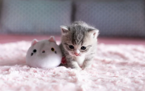 A small gray and white kitten sits on a soft pink blanket next to a white plush toy, captured in stunning 4K Ultra HD as a PC desktop wallpaper.