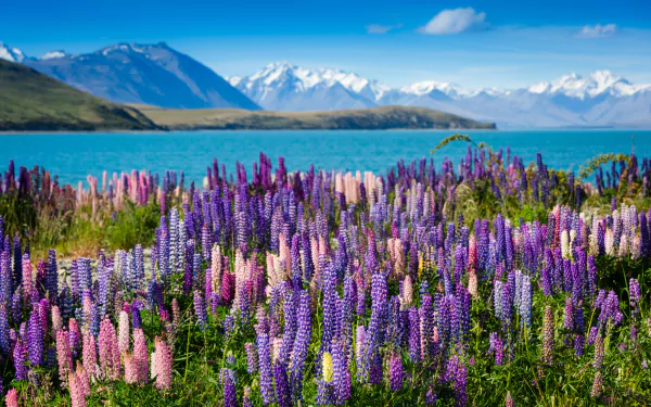  Lupines by the Lake