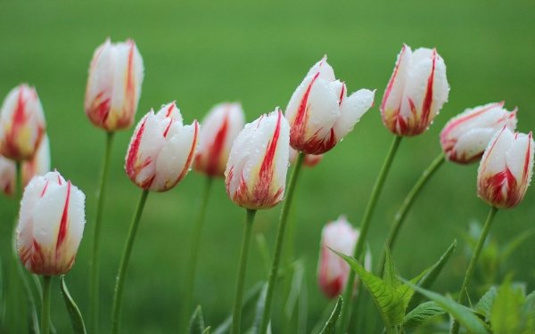 Earth Tulip Flowers Flower White Flower Nature HD Wallpaper | Background Image