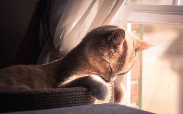 Animal Cat Cats Sleeping HD Wallpaper | Background Image