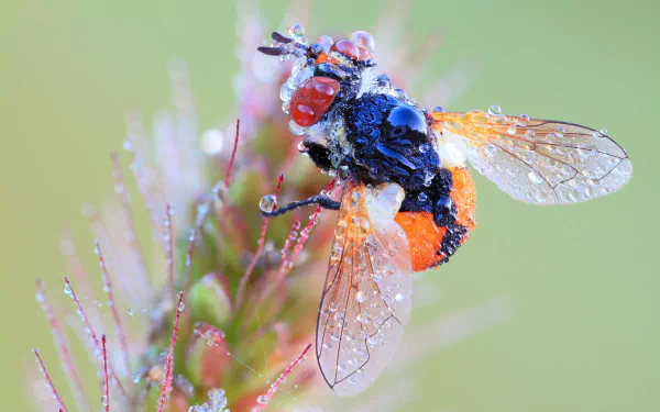 insect macro water drop Animal fly HD Desktop Wallpaper | Background Image