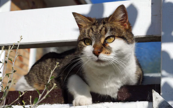 HD PC desktop wallpaper featuring a close-up of a tabby cat with white fur resting on a white wooden structure in natural sunlight.