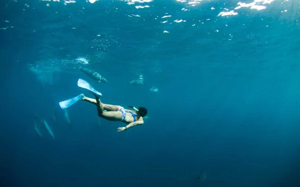  Diving with Dolphins