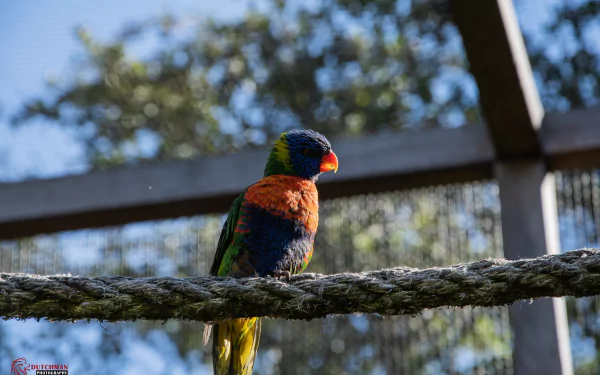Vibrant rainbow lorikeet (bird, Animal) perched on a rope in an aviary, vivid plumage and shallow depth — 5K Ultra HD PC desktop wallpaper/background.