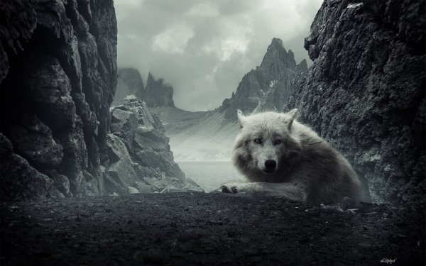 Animales Lobo Montaña Rock White Wolf Fondo de pantalla HD | Fondo de Escritorio