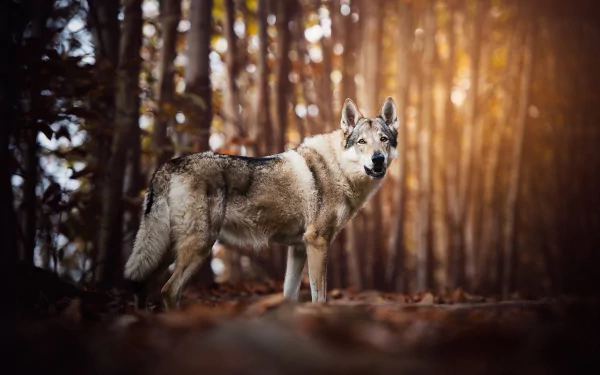 Czechoslovakian wolfdog standing alert in a sunlit forest, captured in an HD PC desktop wallpaper showcasing the animal’s wolf-like features.