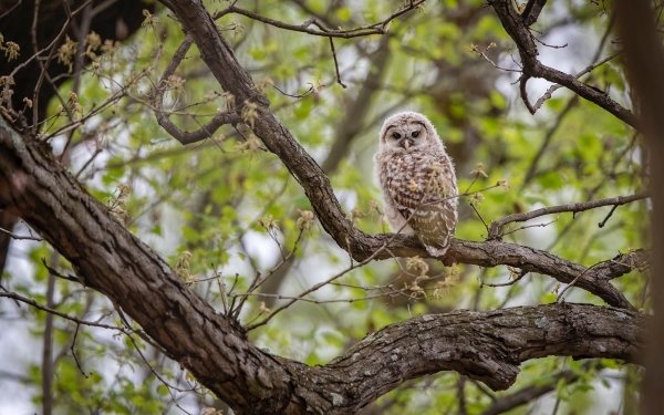Animal Owl Birds Owls Branch Bird HD Wallpaper | Background Image