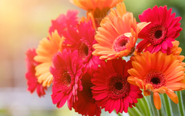  Red and Orange Gerberas