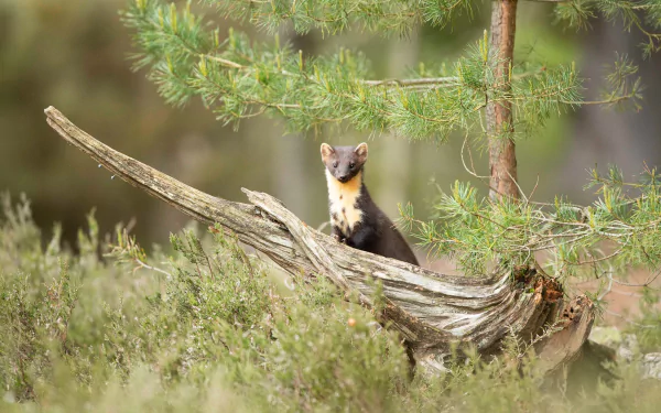 Animal marten HD Desktop Wallpaper | Background Image