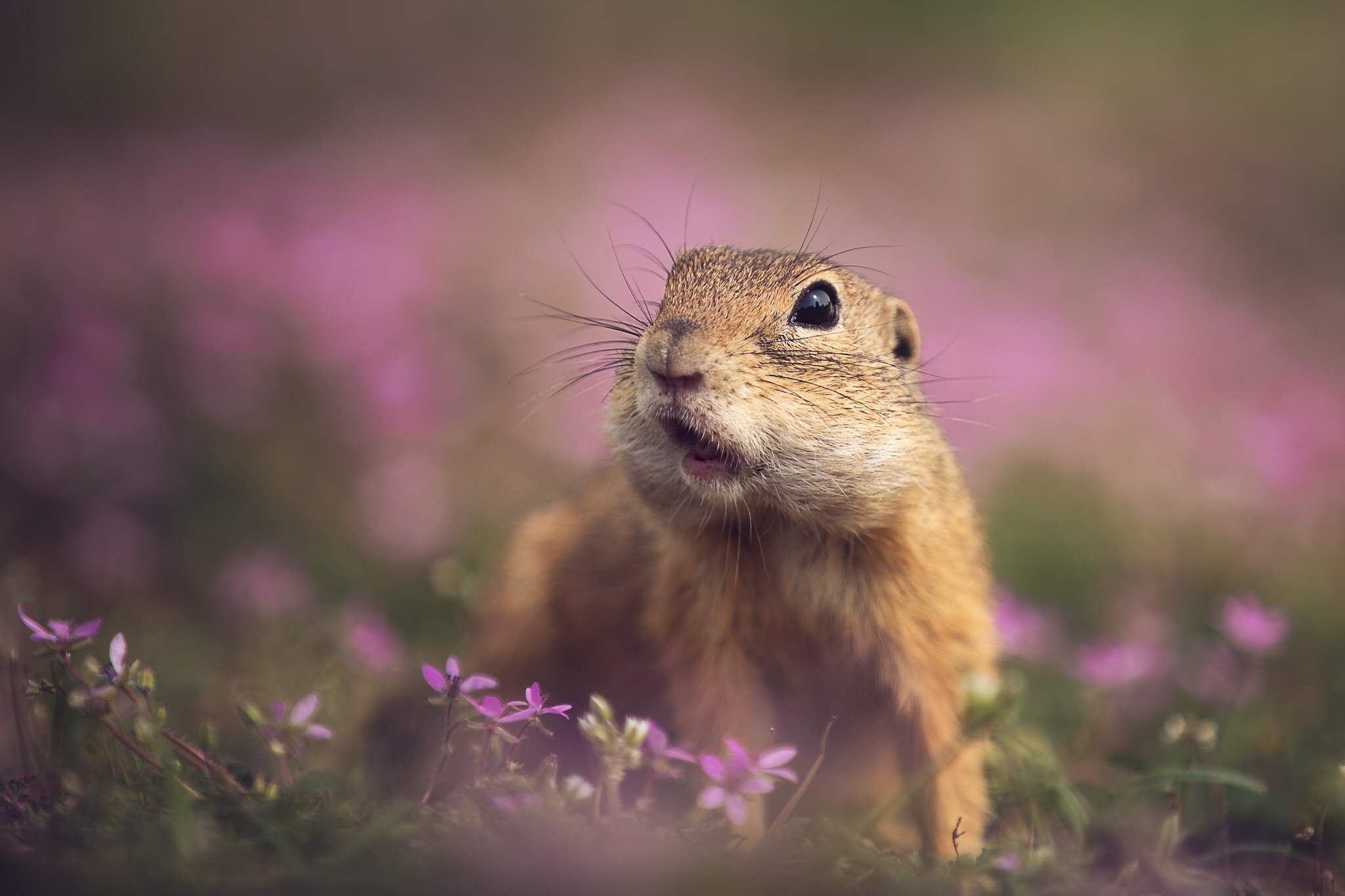 Gopher HD Wallpaper | Background Image | 2048x1365 | ID ...