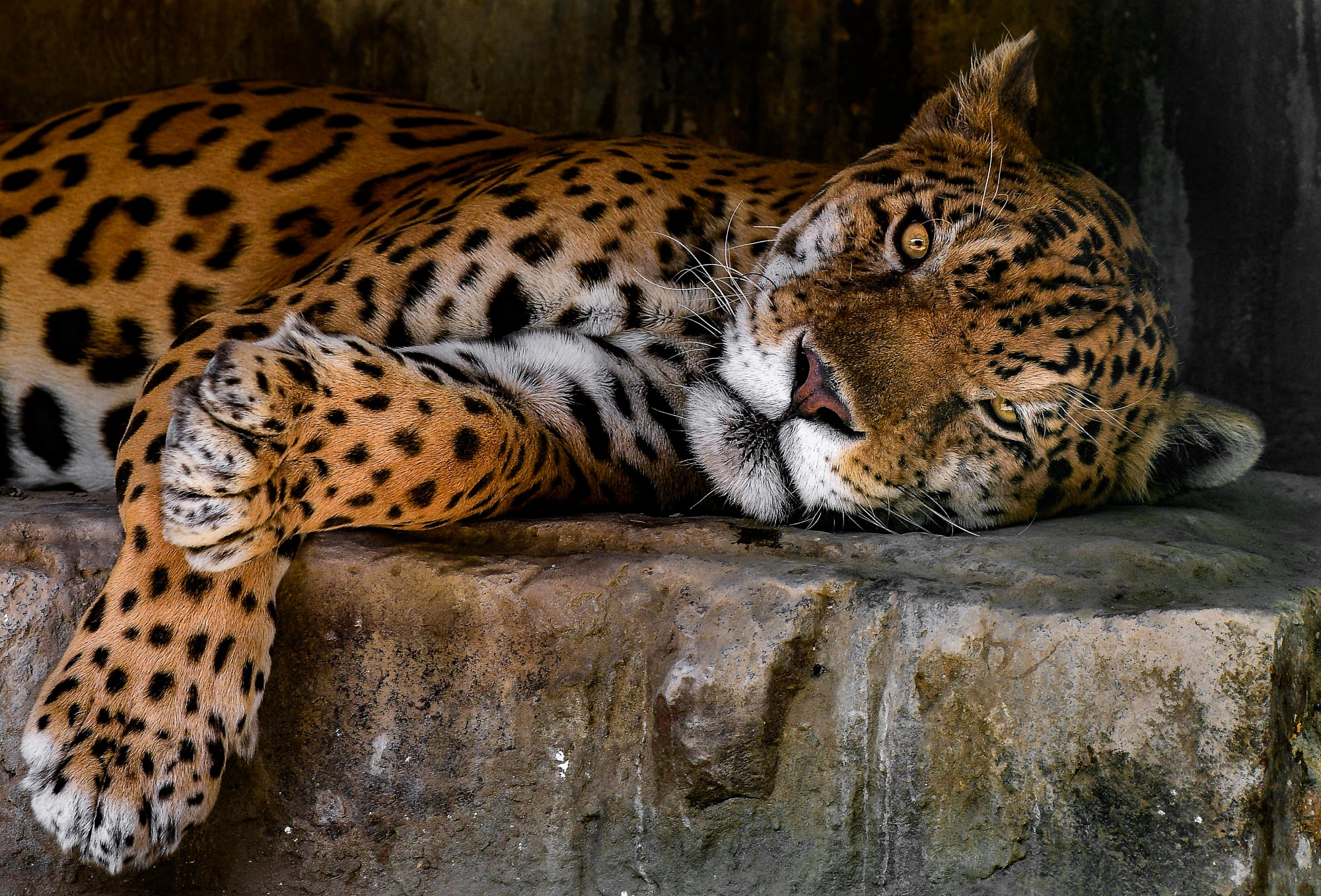 Jaguar HD Wallpaper | Background Image | 2000x1357