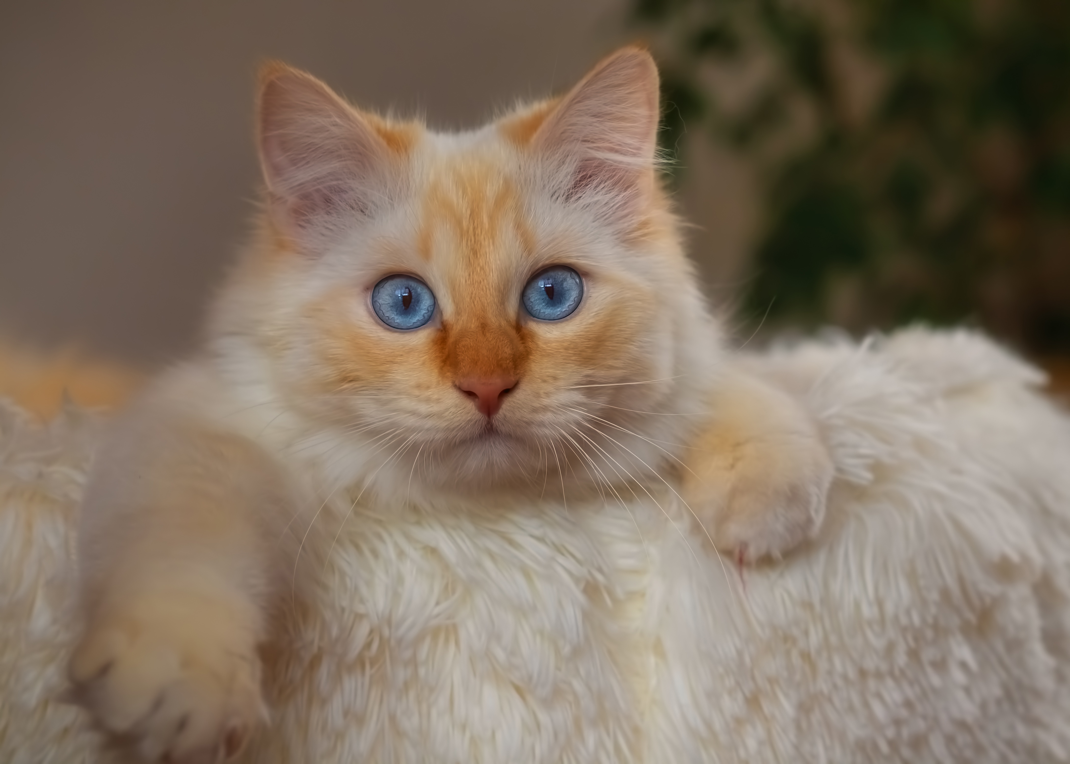 Animal Cat 4k Ultra HD Wallpaper
