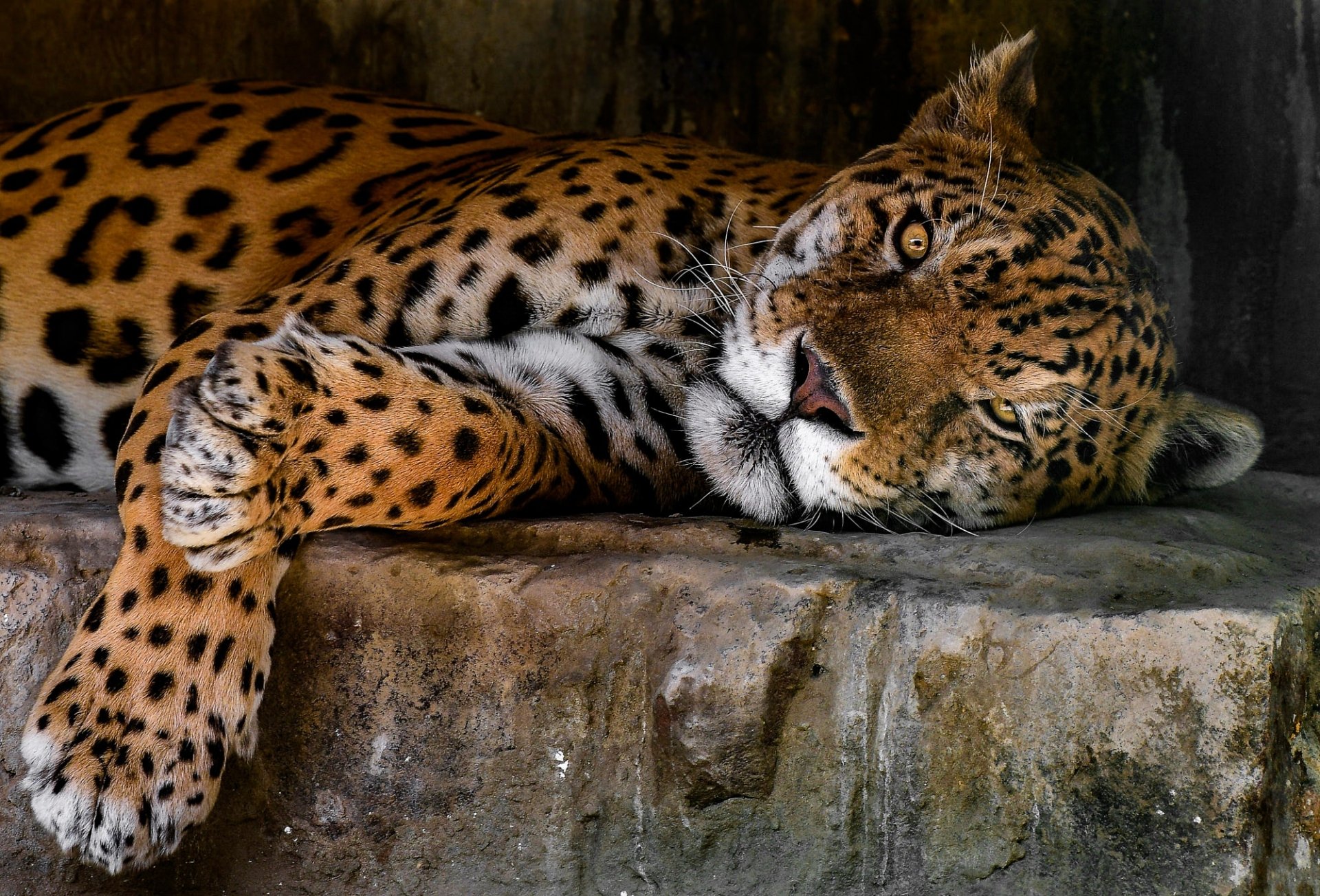 Jaguar Hd Wallpaper