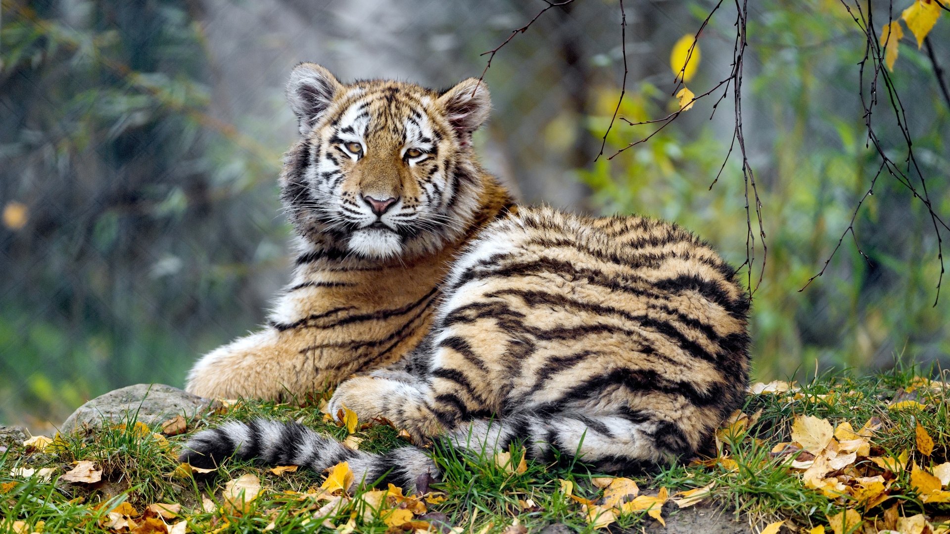 Download Resting Animal Tiger 4k Ultra HD Wallpaper