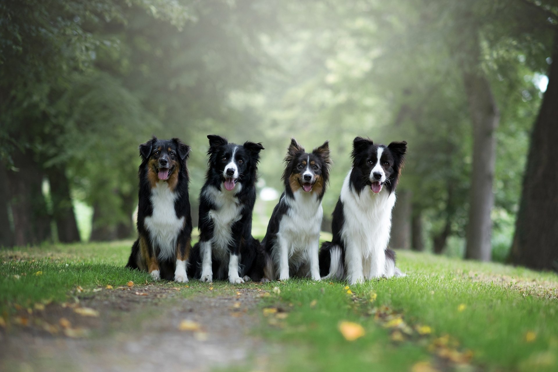 Download Depth Of Field Dog Animal Border Collie HD Wallpaper