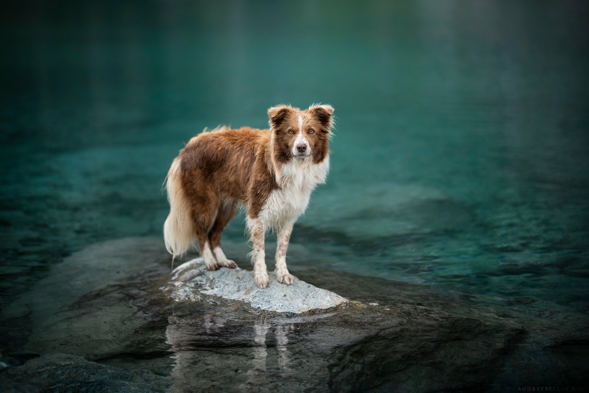 A border collie stands on a rock surrounded by clear, calm water in this HD desktop wallpaper featuring a serene natural scene.