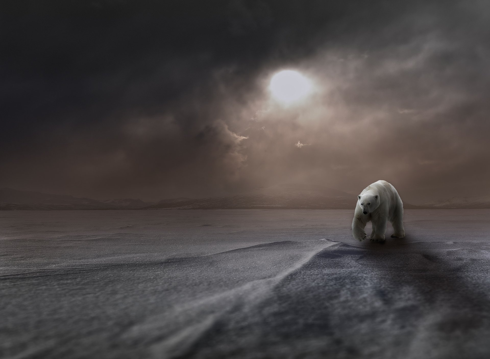 Download Arctic Snow Animal Polar Bear HD Wallpaper