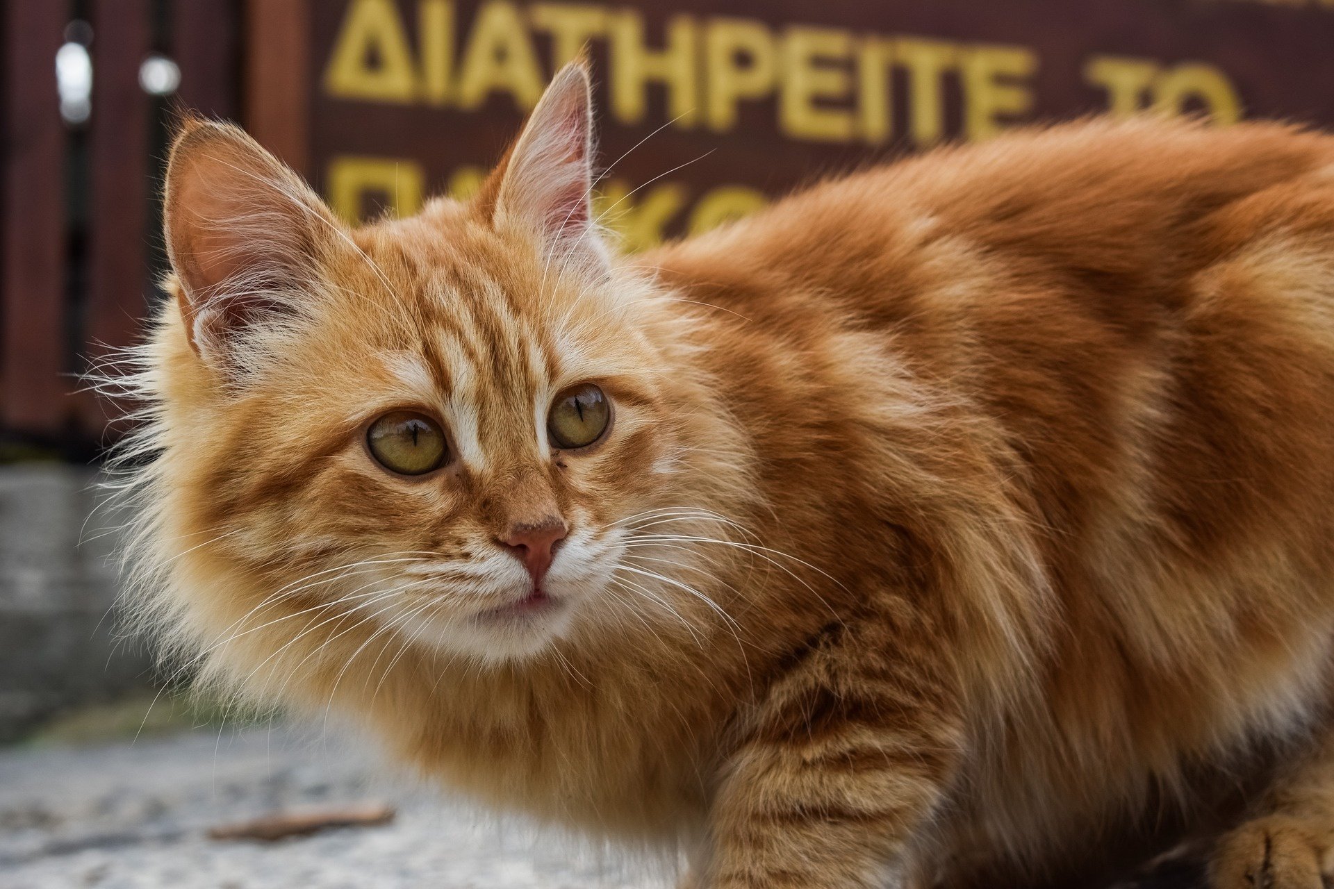 Public cat. Кот пушистый рыжий. Рыжая пушистая кошка. Рыжие пушистые коты. Рыжая уличная кошка.