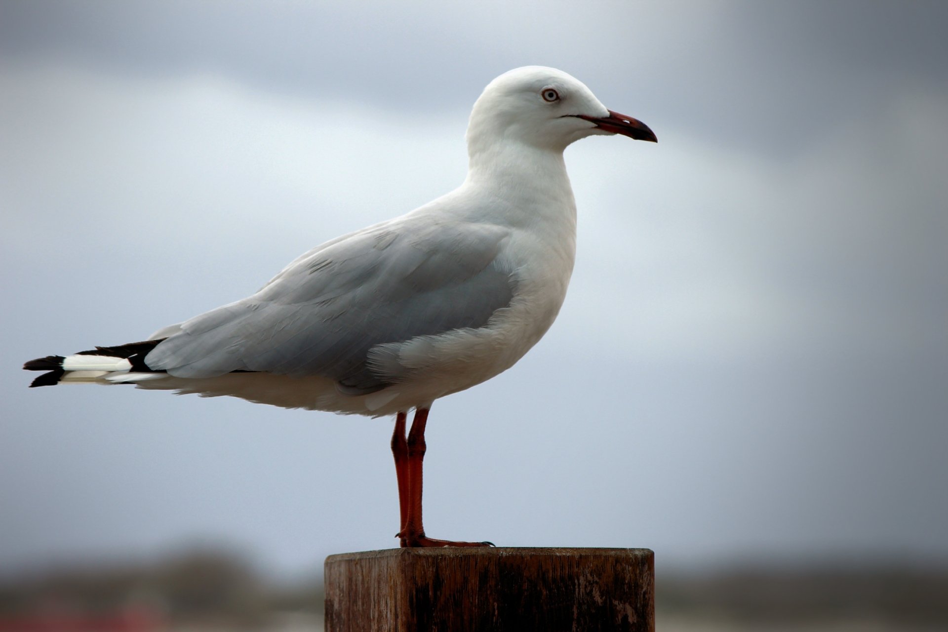 Seagull 4k Ultra Hd Wallpaper