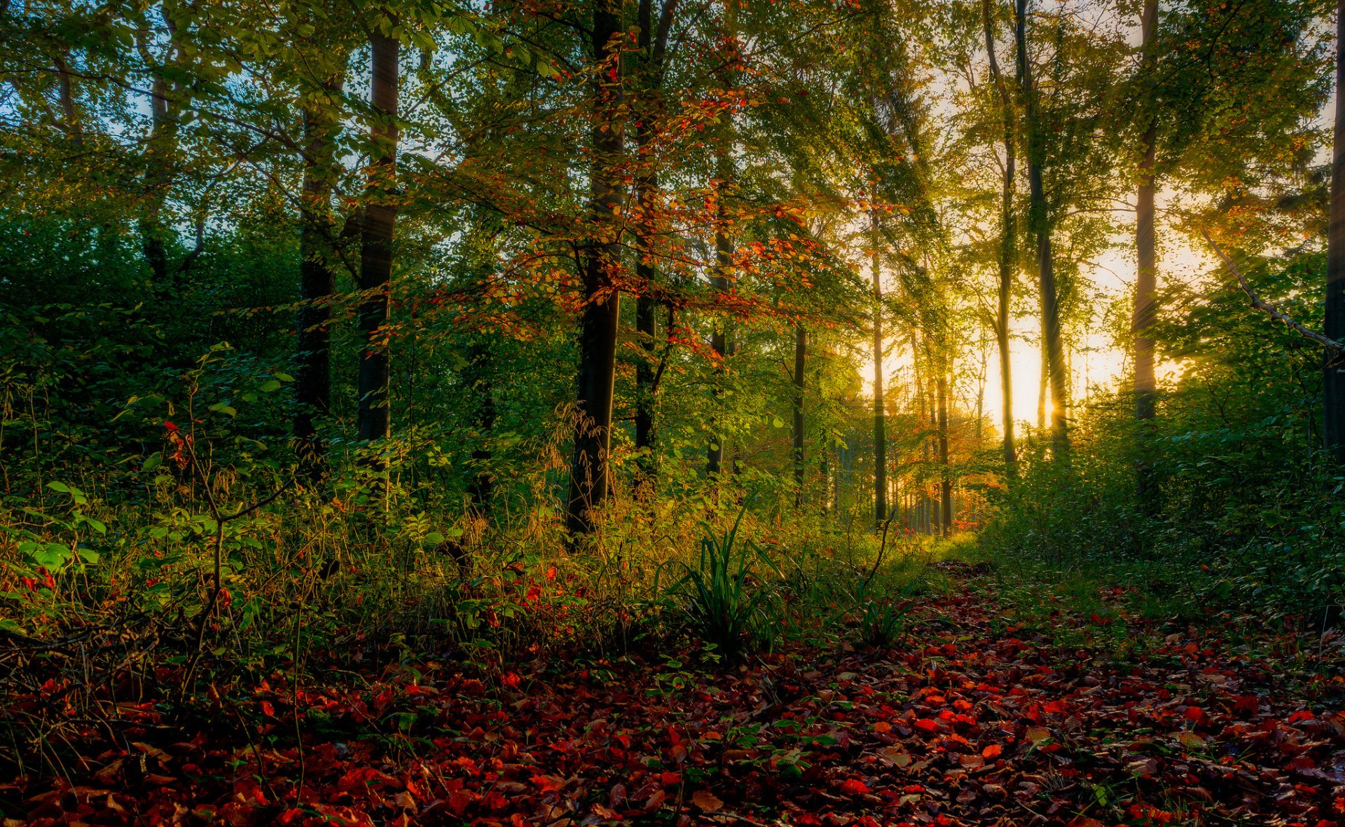 HD PC desktop wallpaper featuring a sunbeam filtering through a dense forest with autumn leaves carpeting the ground, showcasing serene natural beauty.